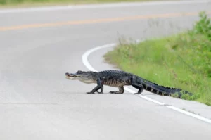 Caimán de Florida Causa Fatal Accidente Automobilistico